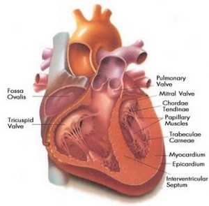 Heartburn Angina Symptoms